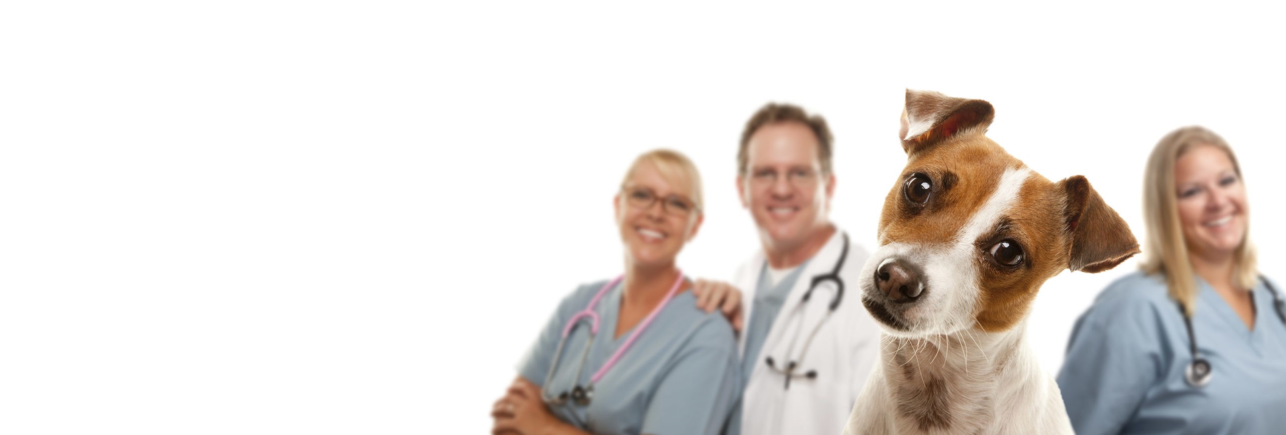 careers-vet-clinic-jobs-at-companion-animal-hospital-lakeland-fl